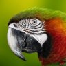 Macaw