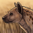 Arma